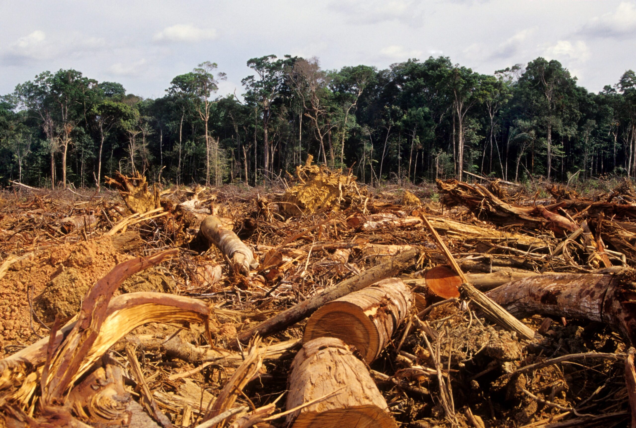 Cresce la deforestazione dell’Amazzonia, a settembre persi 1.455 km quadrati.
