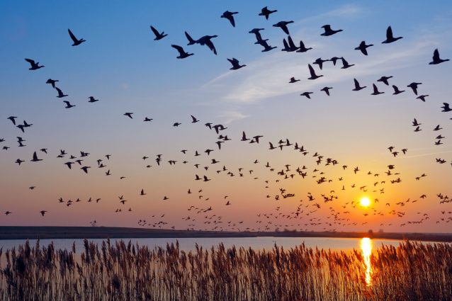 Le migrazioni degli uccelli stanno cambiando
