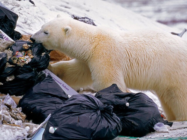 Gli orsi polari cercano cibo in città