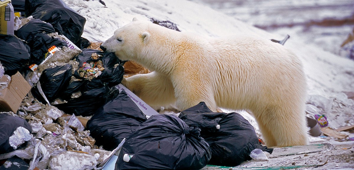 Gli orsi polari cercano cibo in città